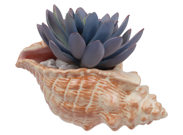 678_P1.png Conch Shell Planter