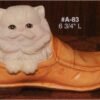 Alberta Kitten in Shoe