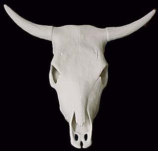 Huge Cow Skull Great for Barns Western