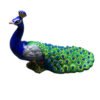 unnamed_1_-Photoroom.jpg Peacock Light Up